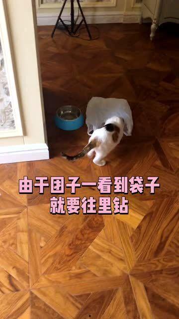 大狗狗视频在线观看,萌宠欢乐时光，在线观看尽享温馨瞬间